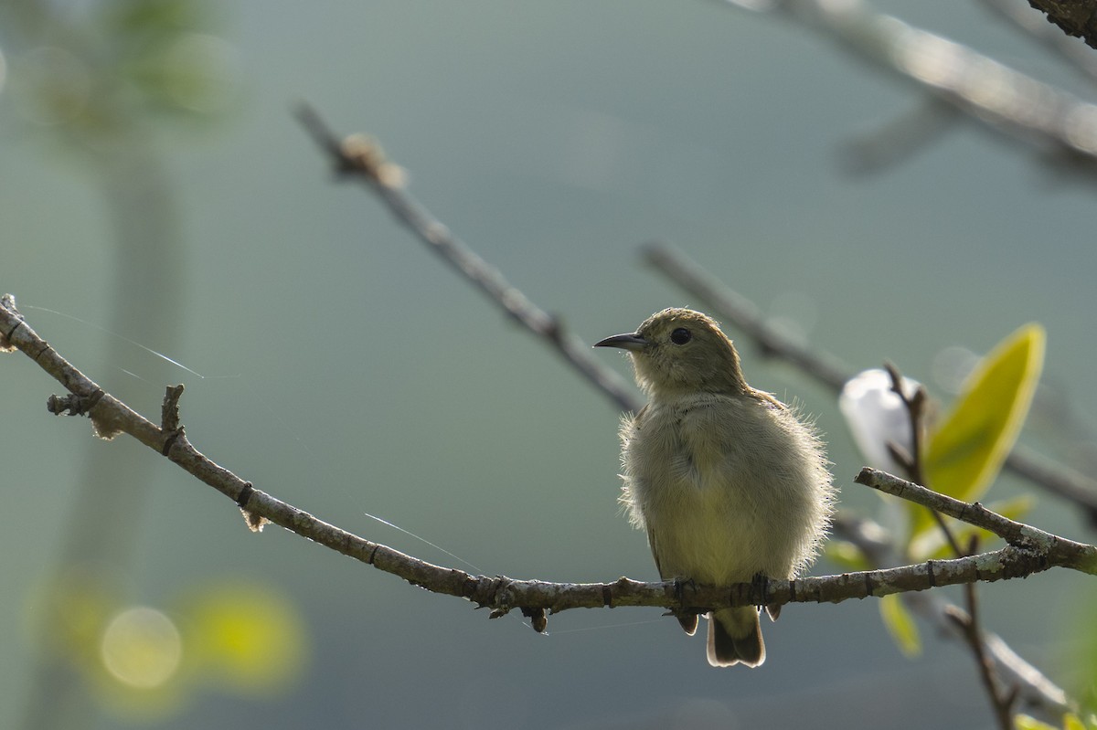 Plain Flowerpecker - ML646036315