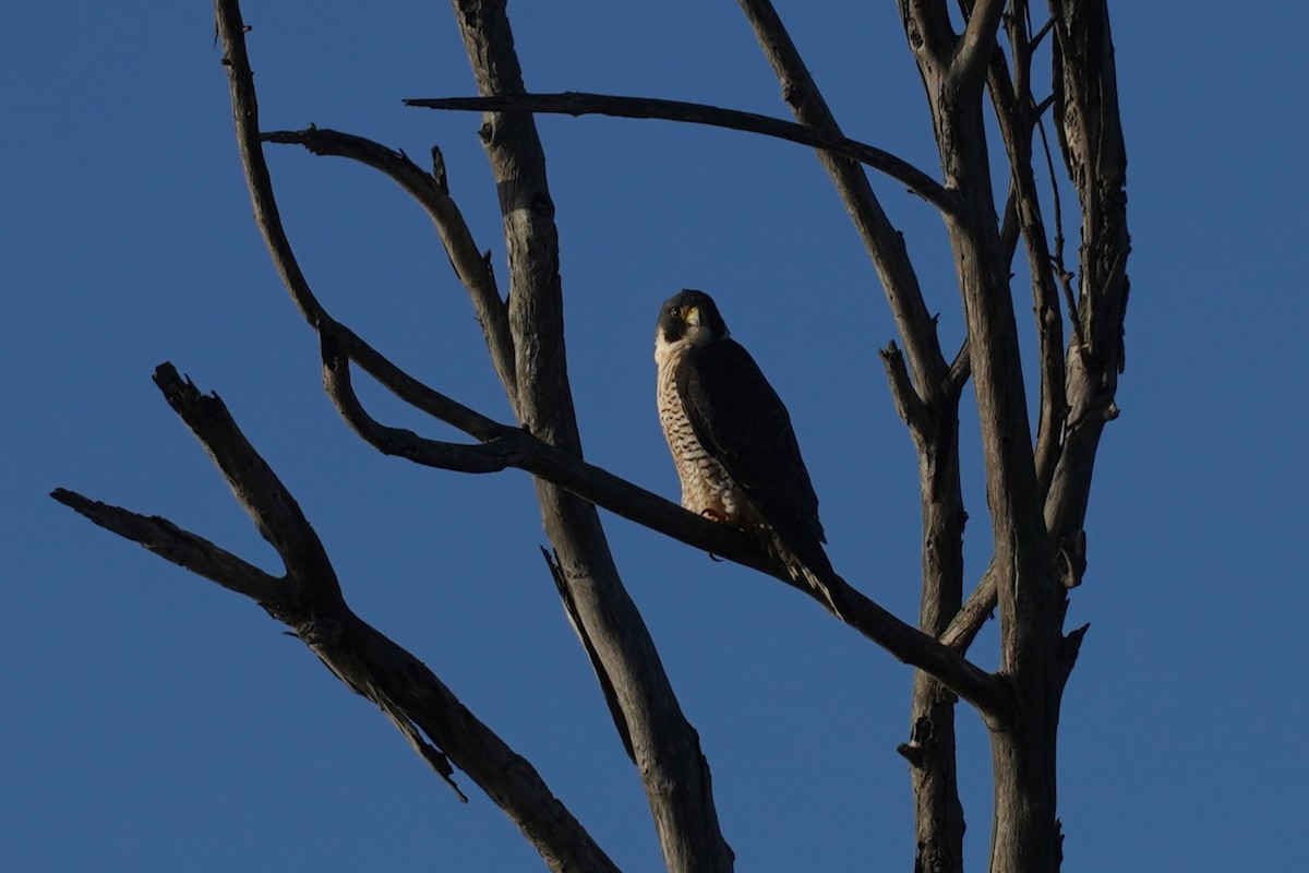 Peregrine Falcon - ML646036326