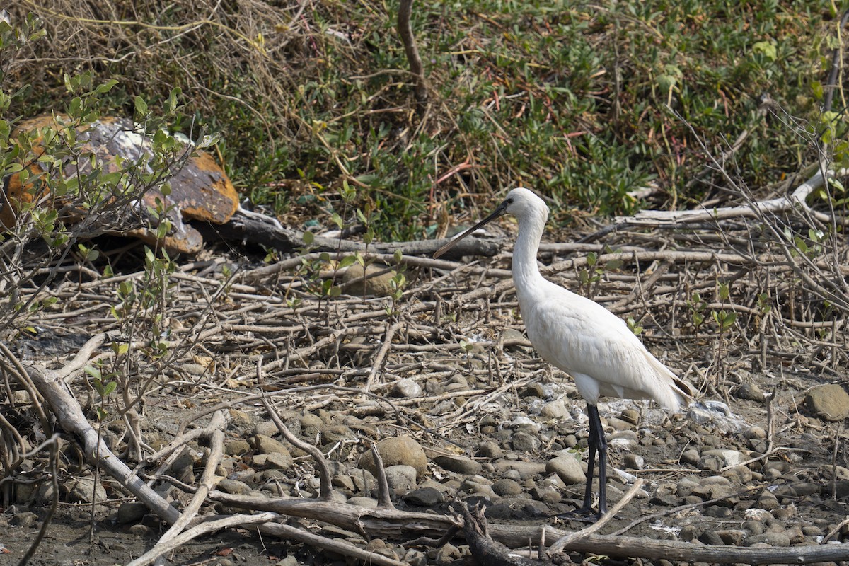 Eurasian Spoonbill - ML646036327