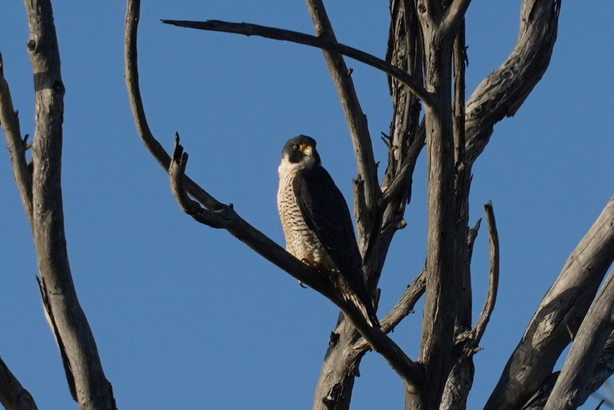 Peregrine Falcon - ML646036328