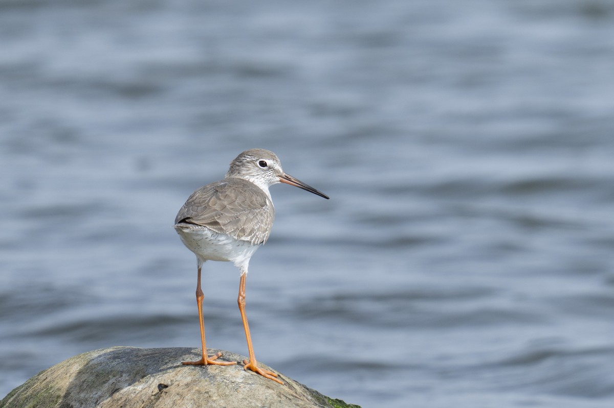 Common Redshank - ML646036331
