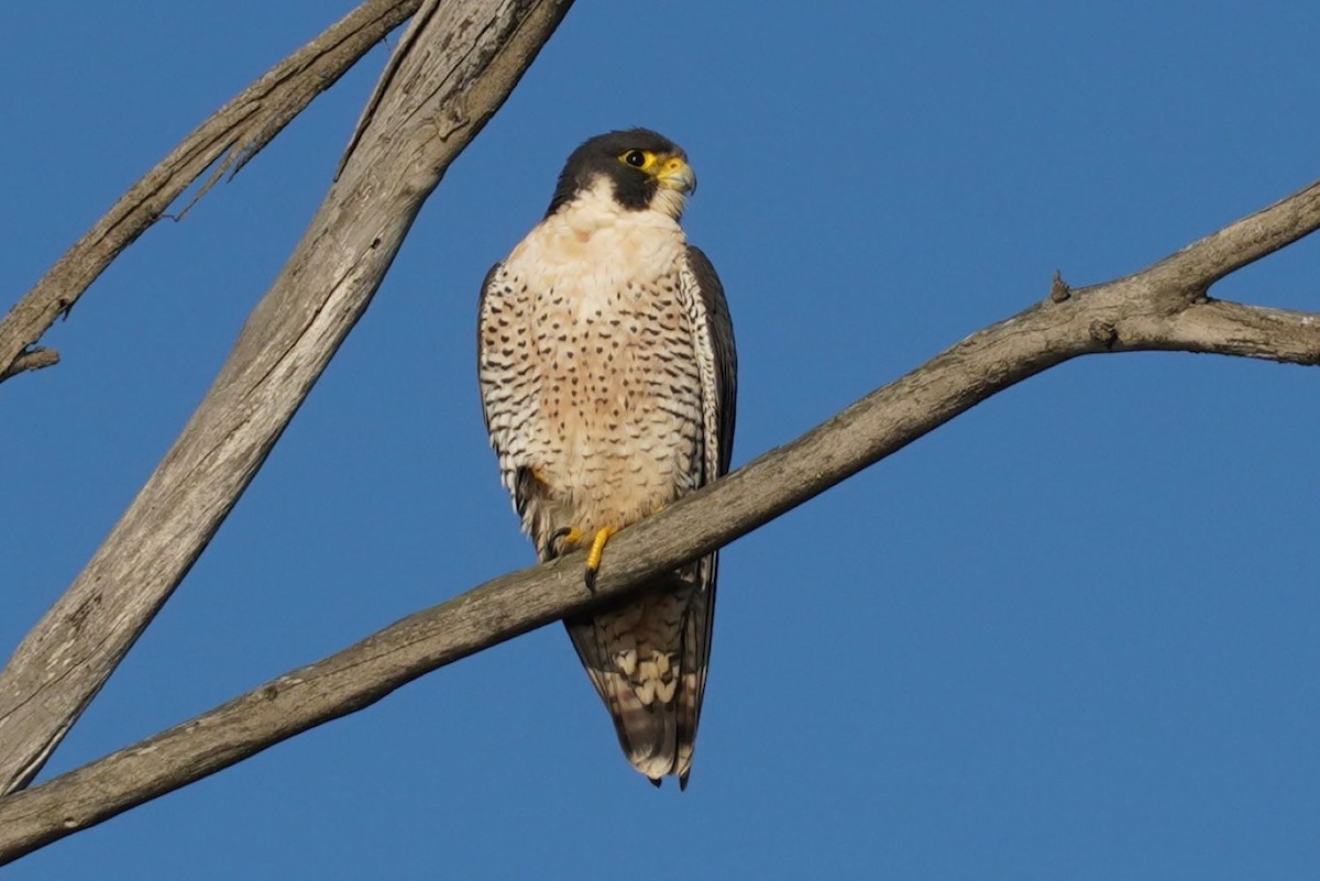 Peregrine Falcon - ML646036332