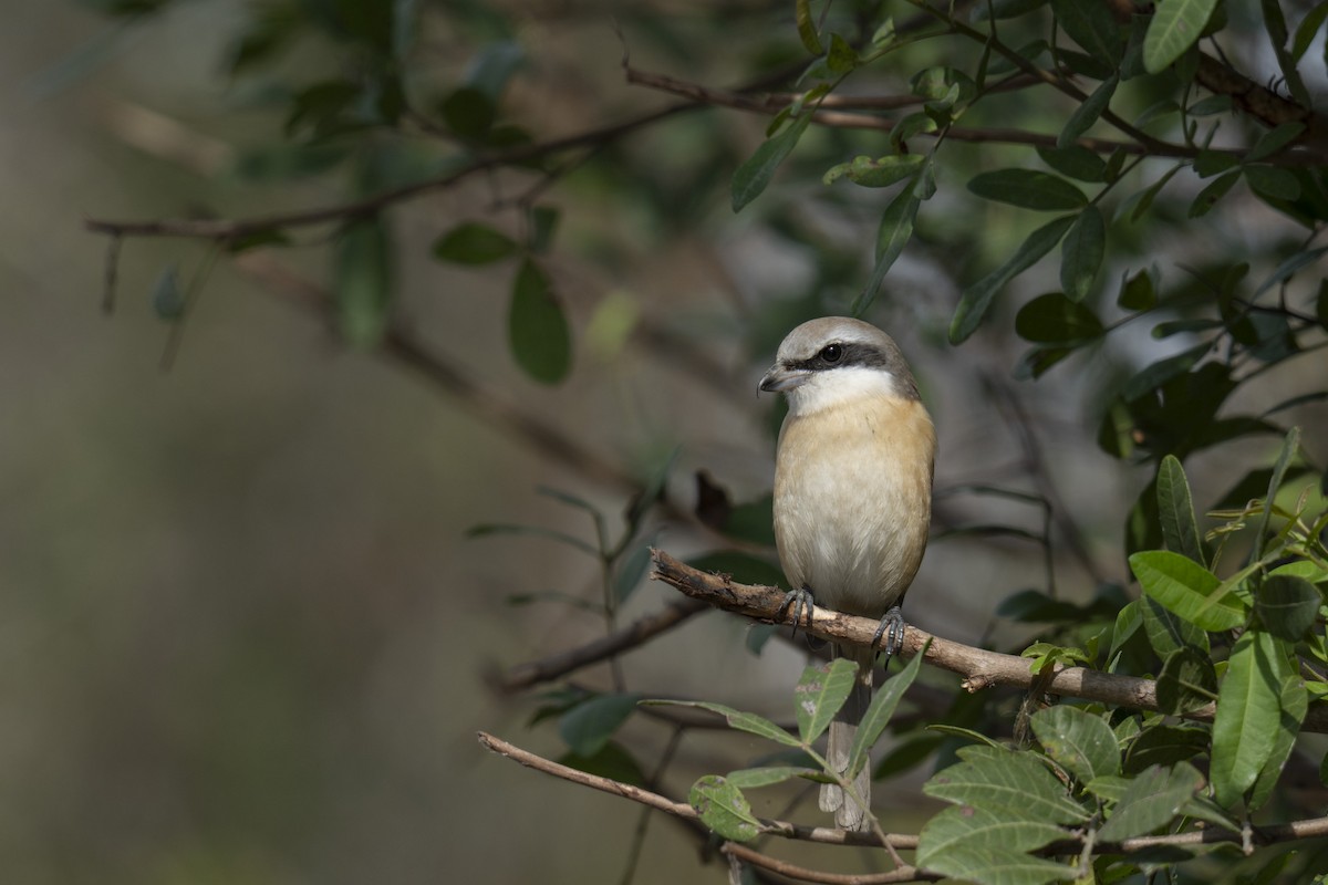 Brown Shrike - ML646036341