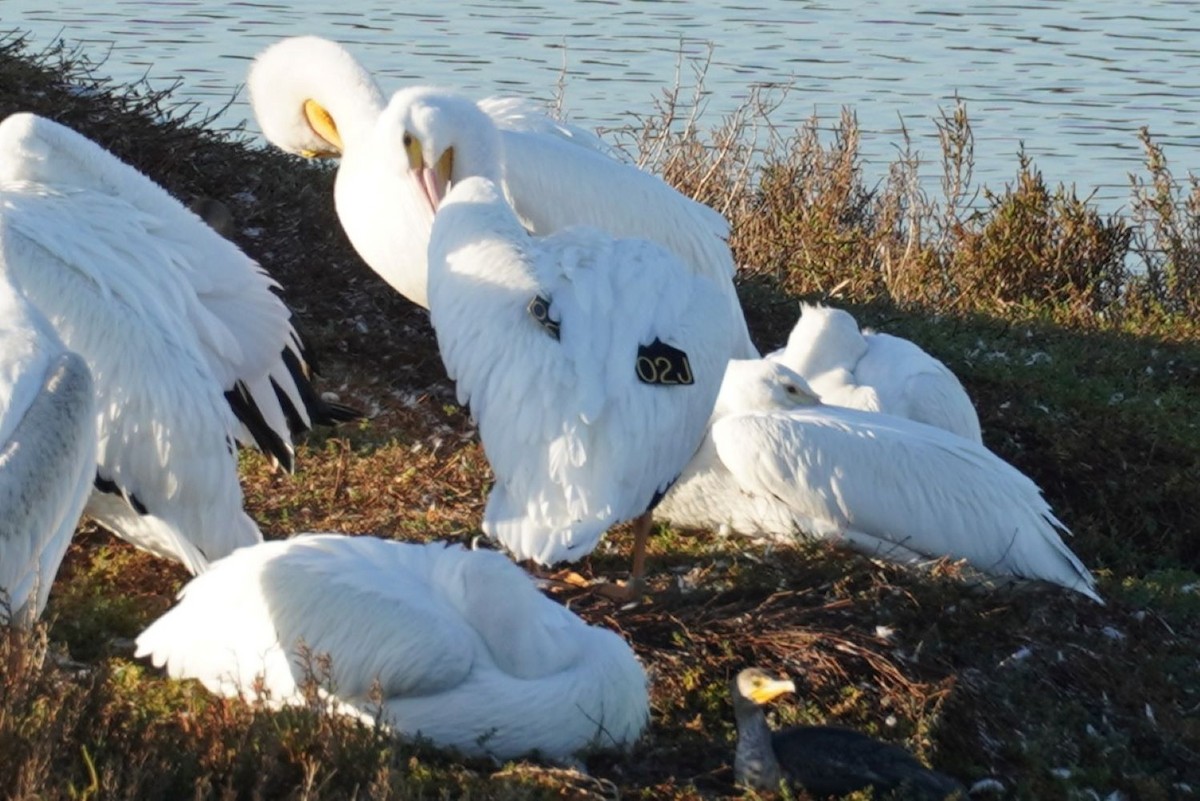 Pelícano Norteamericano - ML646036350