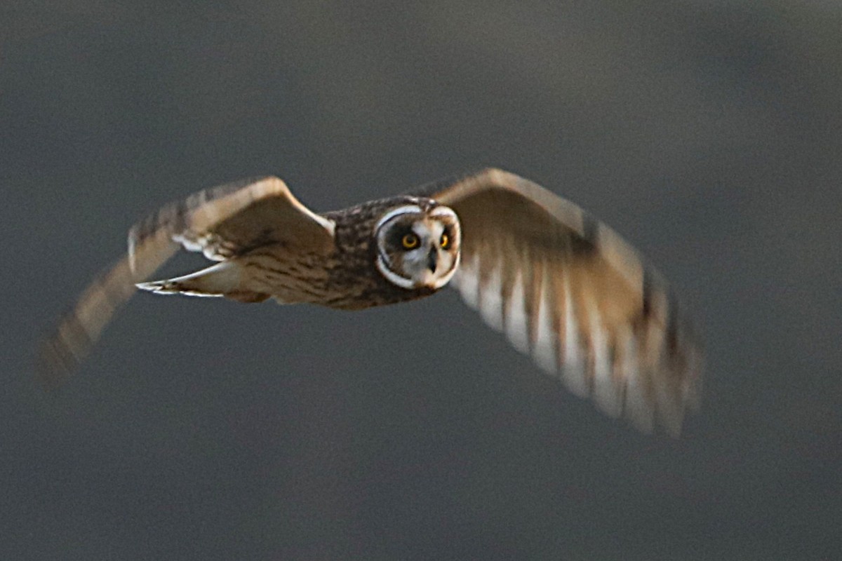 kalous pustovka - ML646036351