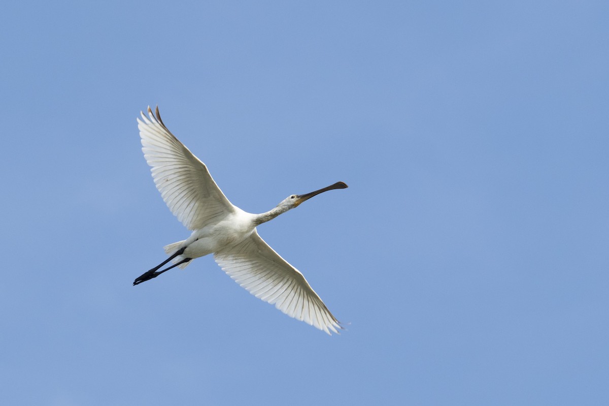 Eurasian Spoonbill - ML646036352