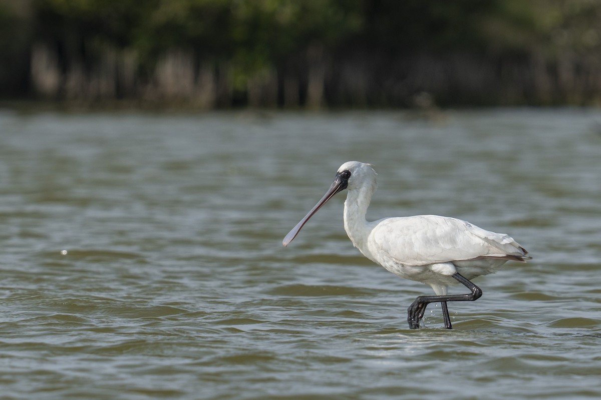 Black-faced Spoonbill - ML646036353