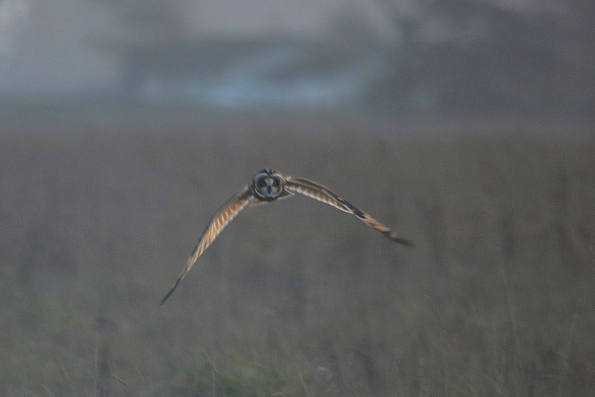 kalous pustovka - ML646036354