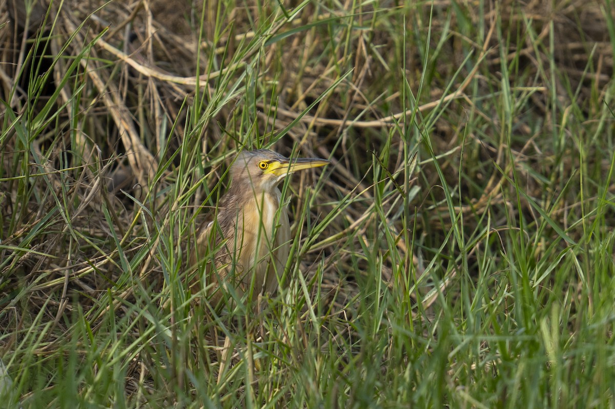 Yellow Bittern - ML646036355