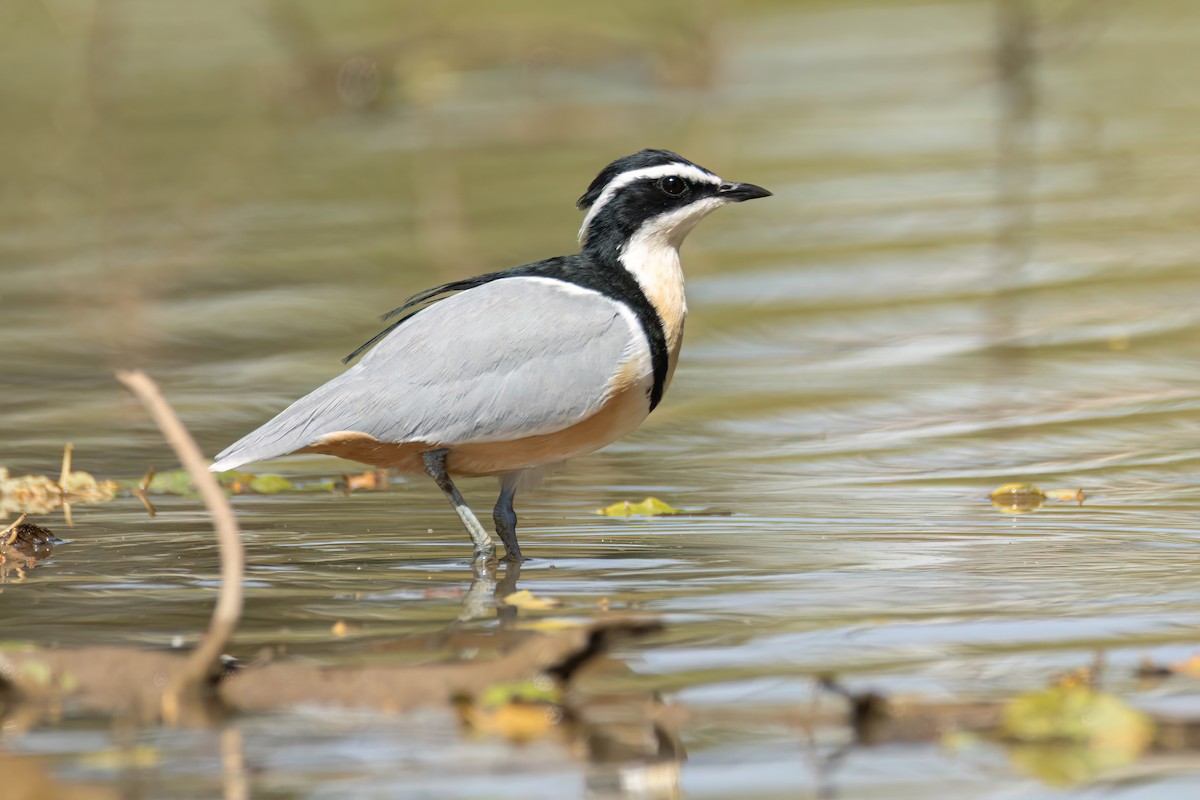 ナイルチドリ - ML646036380