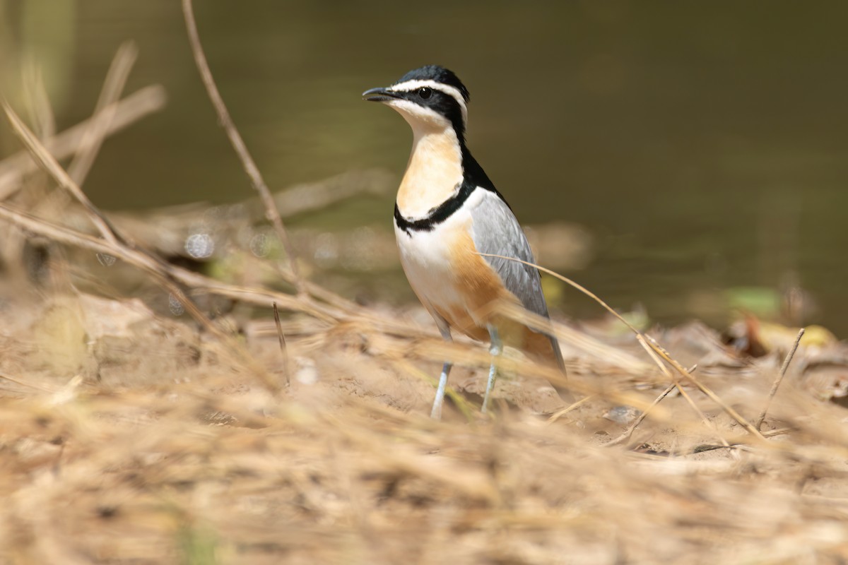 ナイルチドリ - ML646036382