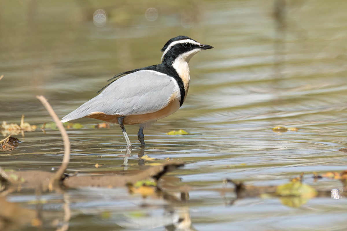 ナイルチドリ - ML646036384