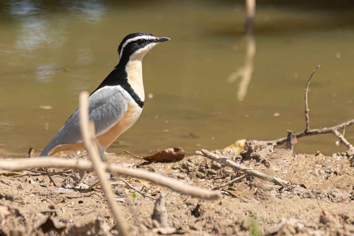 ナイルチドリ - ML646036385