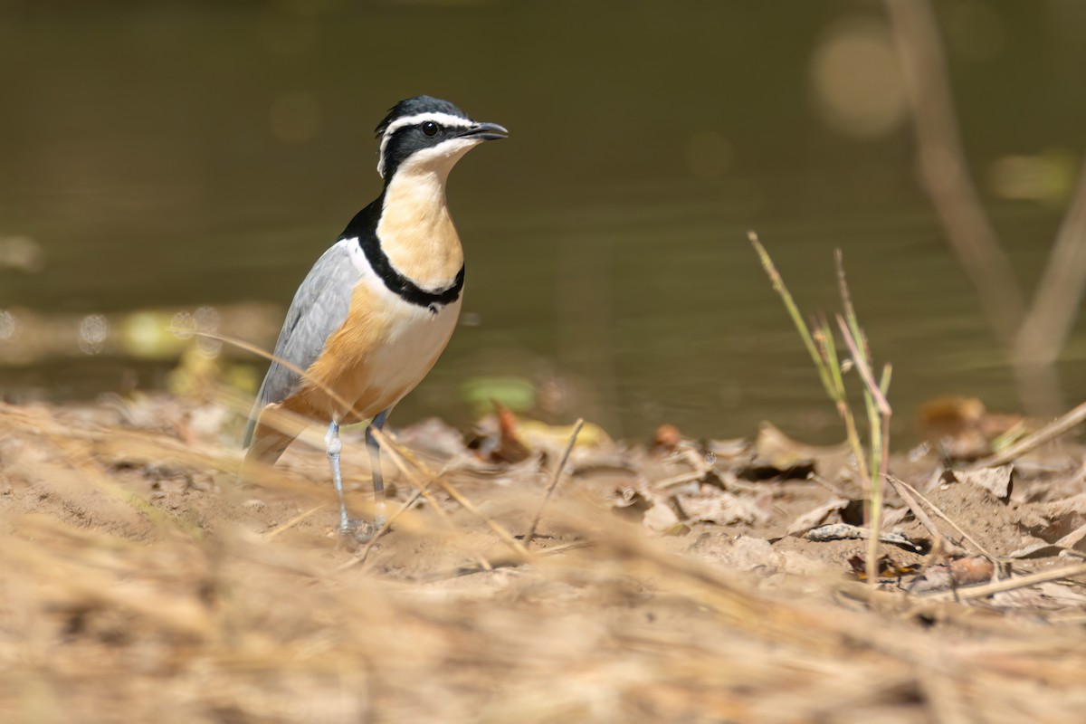 ナイルチドリ - ML646036386