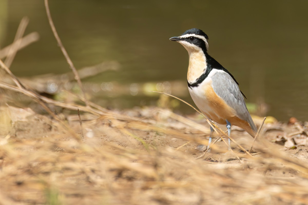 ナイルチドリ - ML646036387