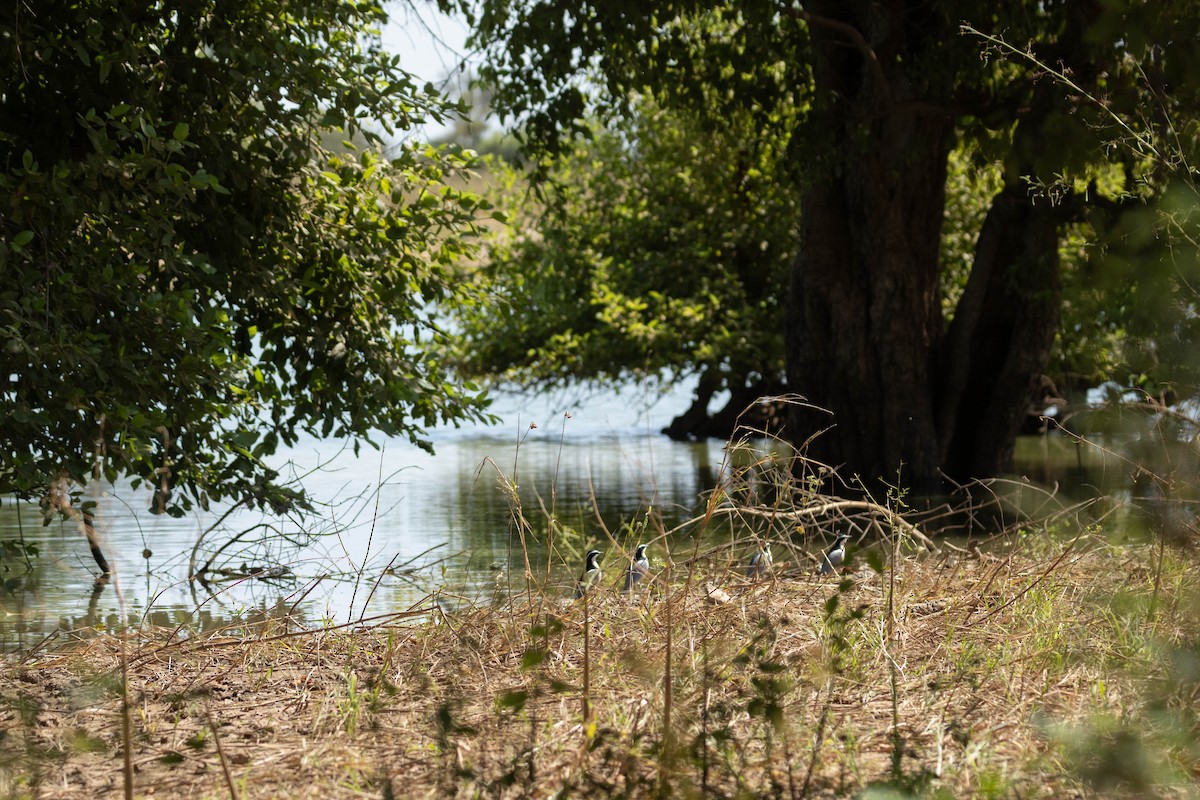 ナイルチドリ - ML646036388