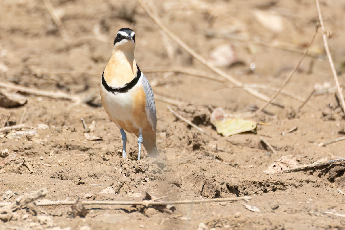 ナイルチドリ - ML646036389