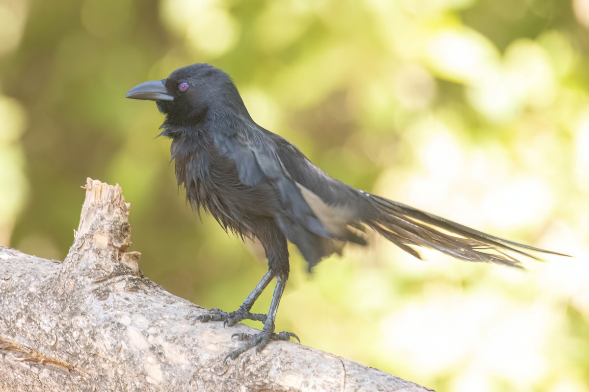 straka ostroocasá - ML646036403