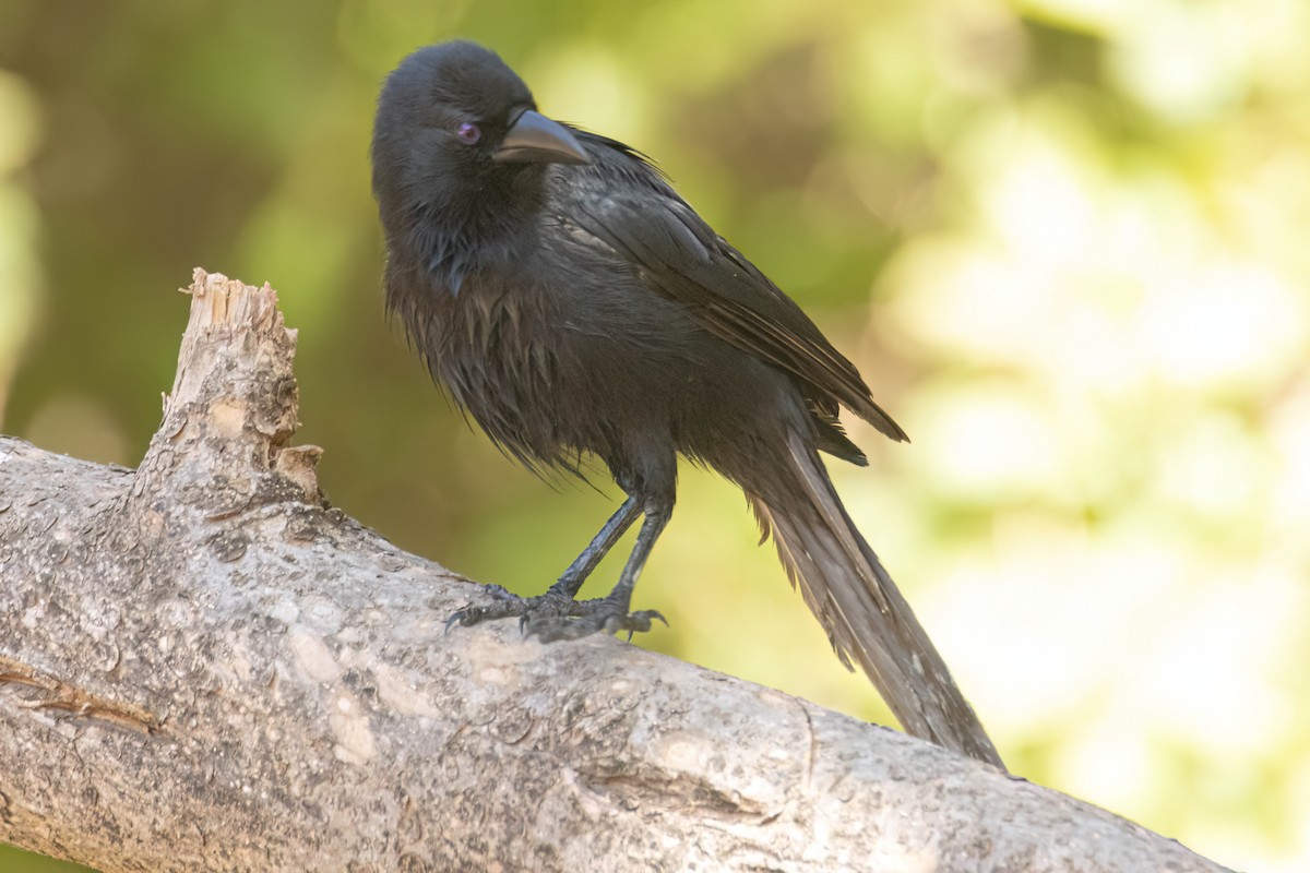 straka ostroocasá - ML646036404