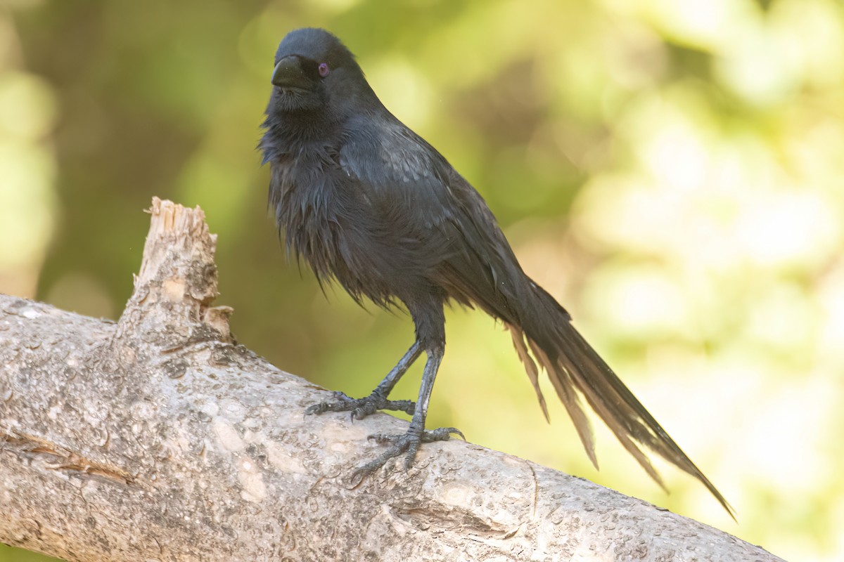 straka ostroocasá - ML646036405