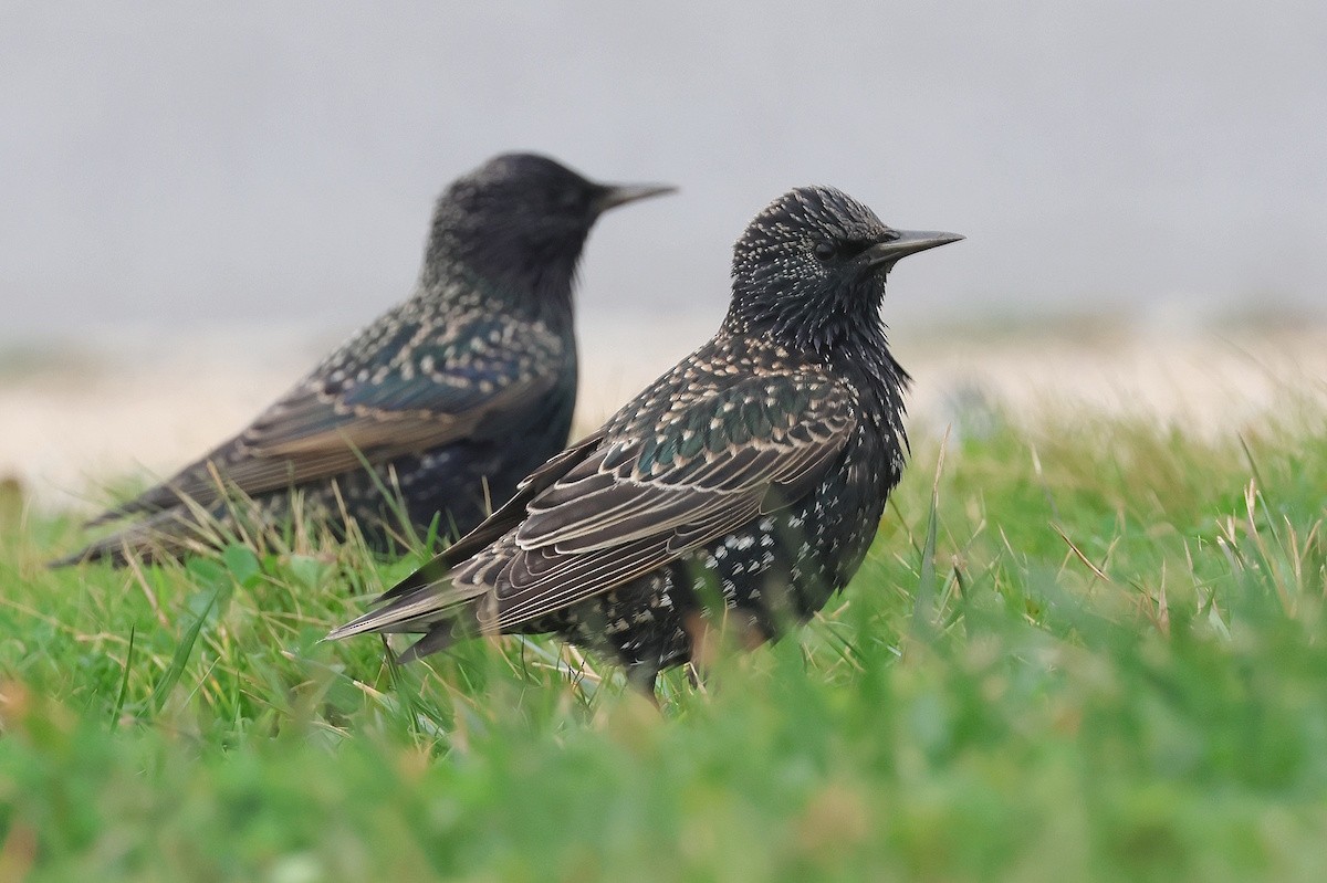 špaček obecný - ML646036407