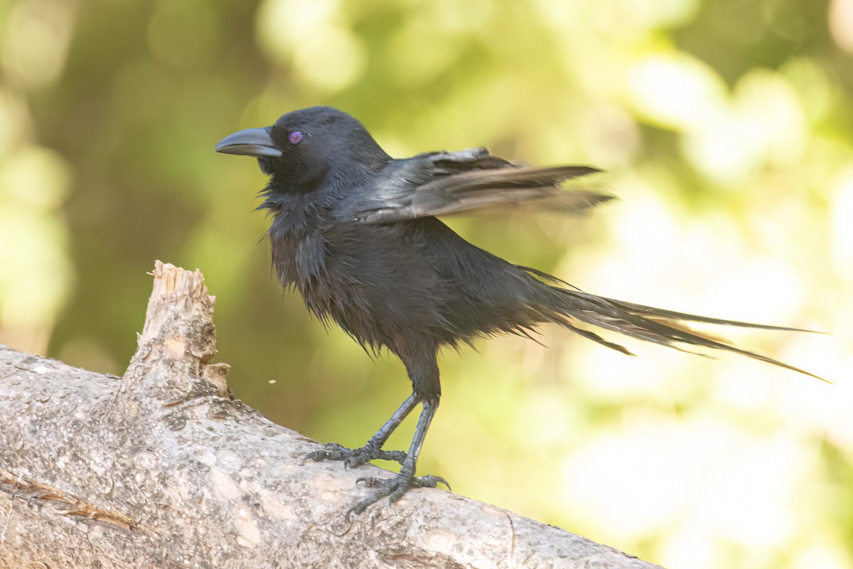 straka ostroocasá - ML646036408