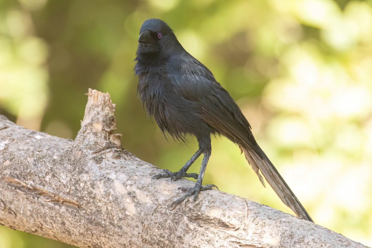 straka ostroocasá - ML646036409