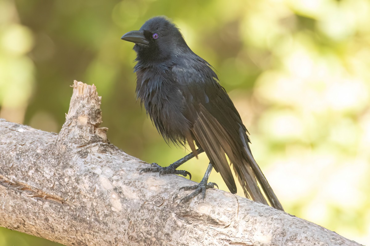 straka ostroocasá - ML646036410