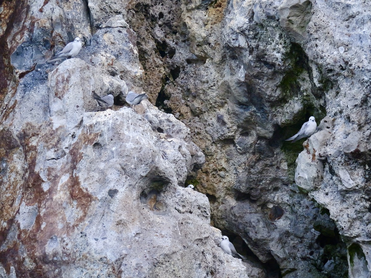 Nodi hauskara - ML646036413