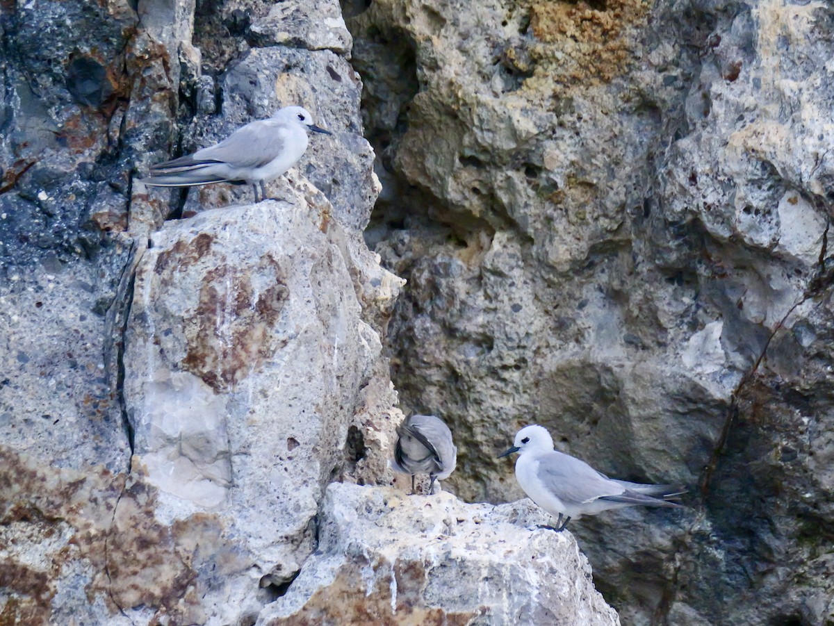 Nodi hauskara - ML646036414