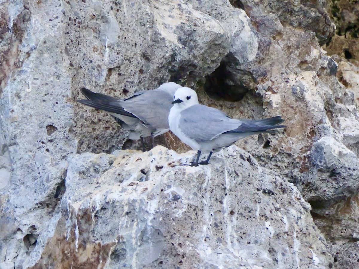 Nodi hauskara - ML646036415