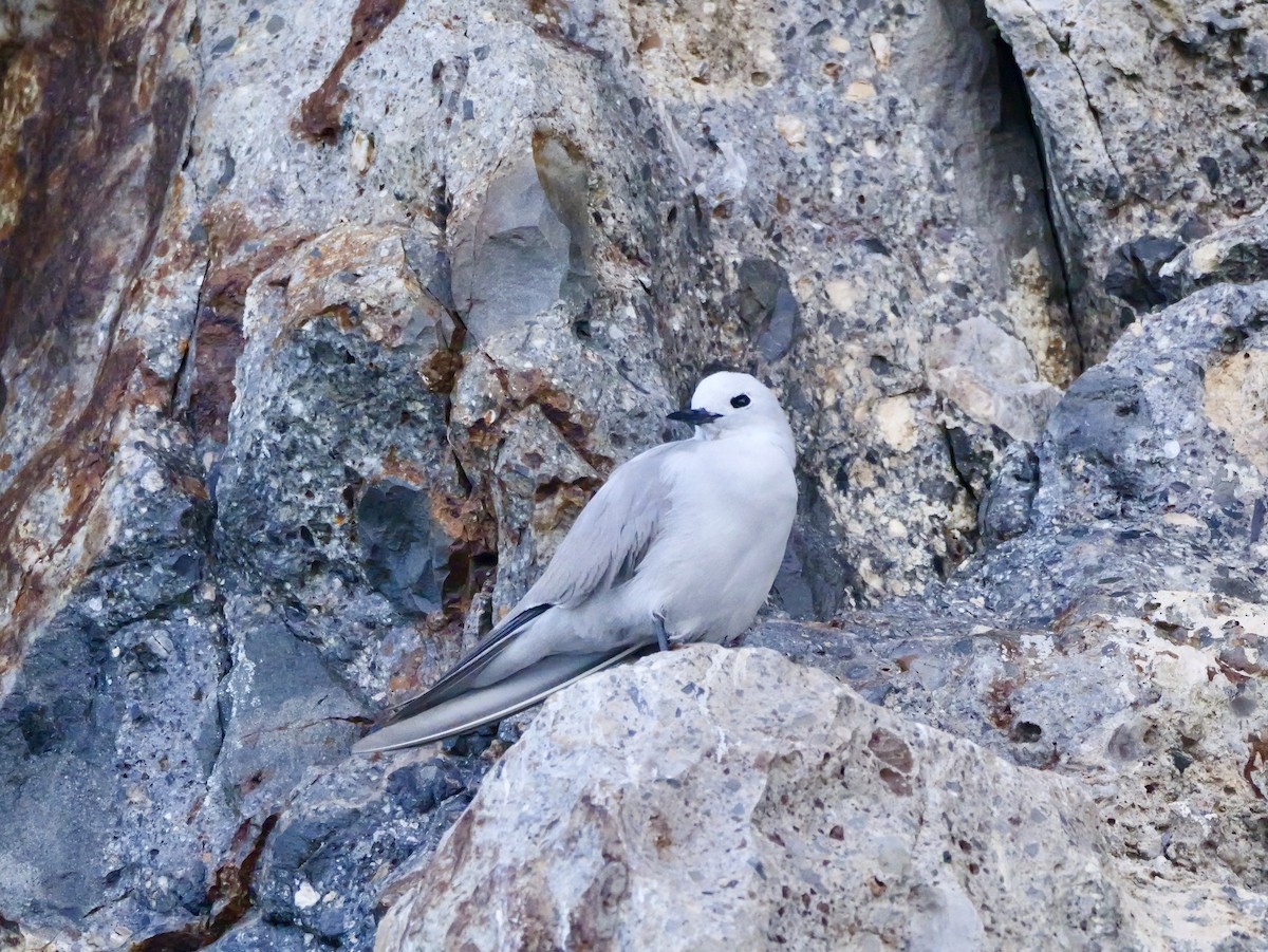 Nodi hauskara - ML646036416