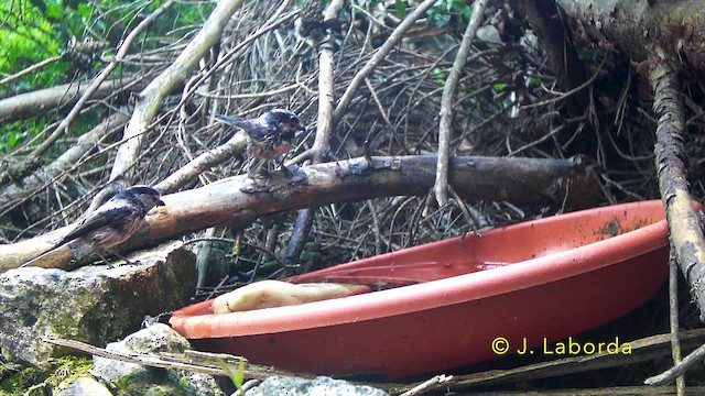 Mito Común - ML646036428