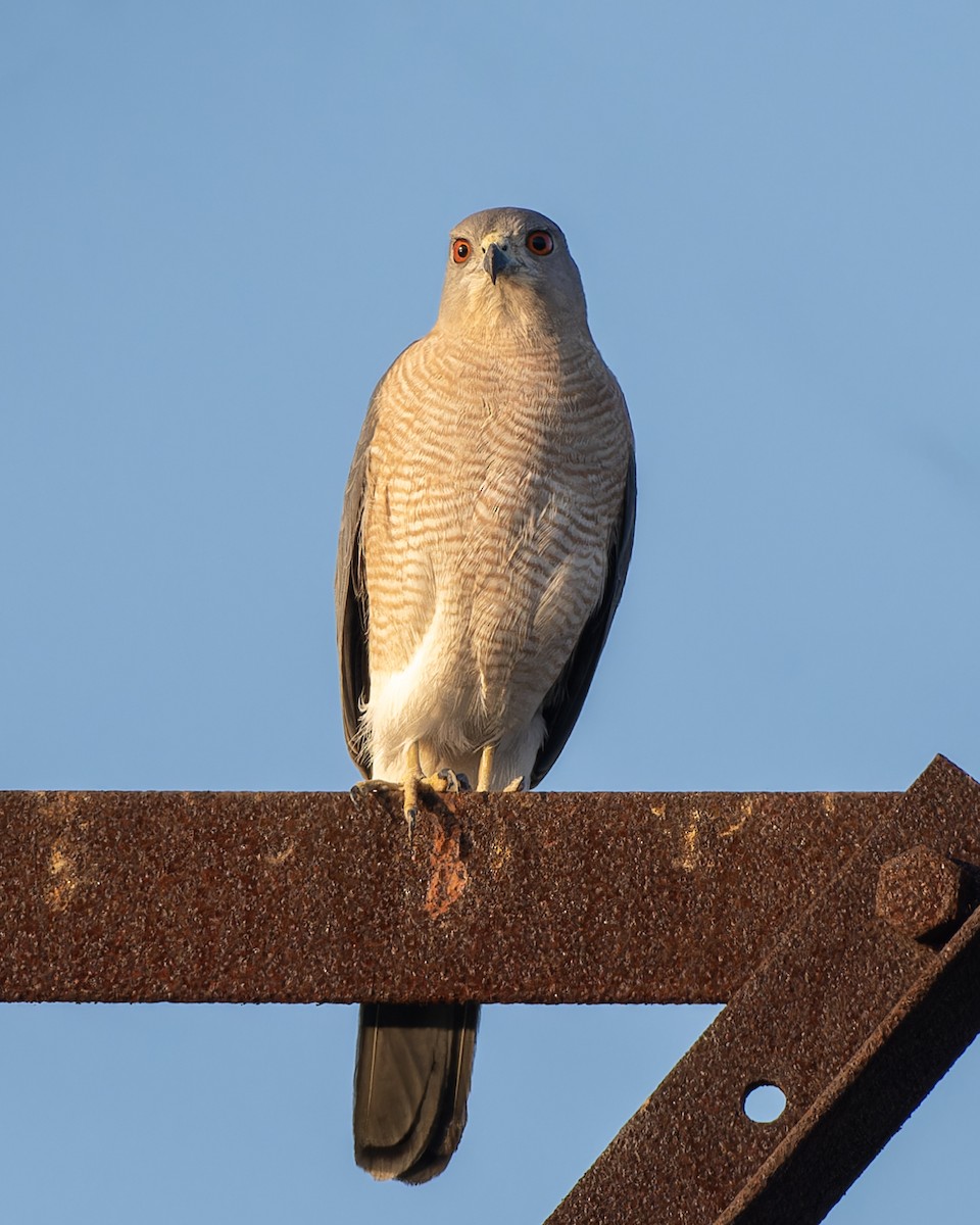 Shikra - ML646036432