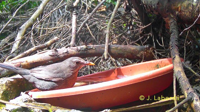 Mirlo Común - ML646036434