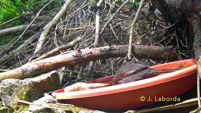 Mirlo Común - ML646036435