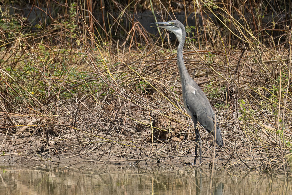 Héron mélanocéphale - ML646036437