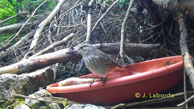 Papamoscas Gris - ML646036441