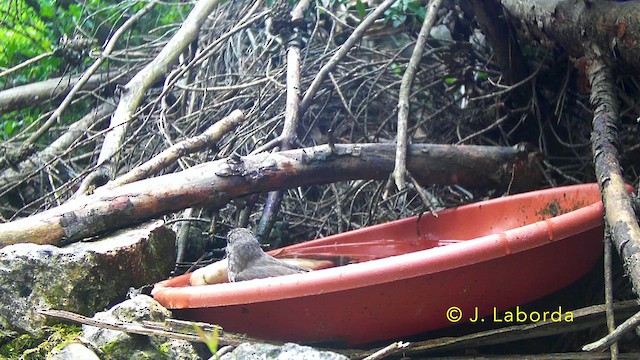 Papamoscas Gris - ML646036442