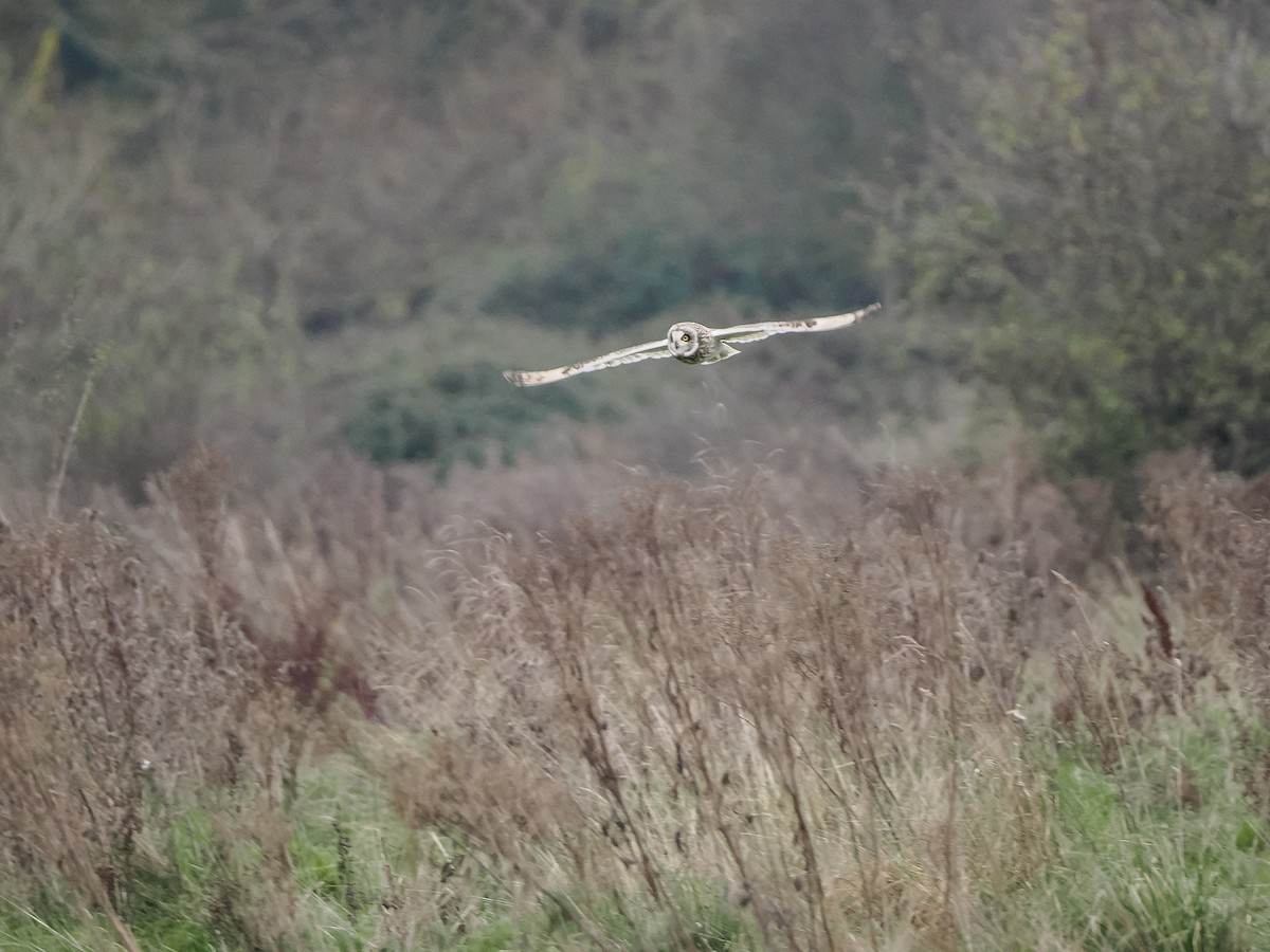 Short-eared Owl - ML646036448