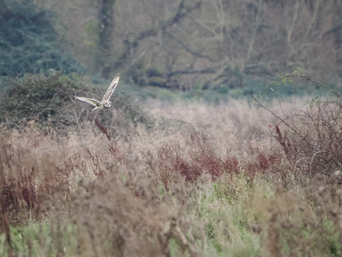 Short-eared Owl - ML646036449