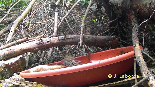 Petirrojo Europeo - ML646036450