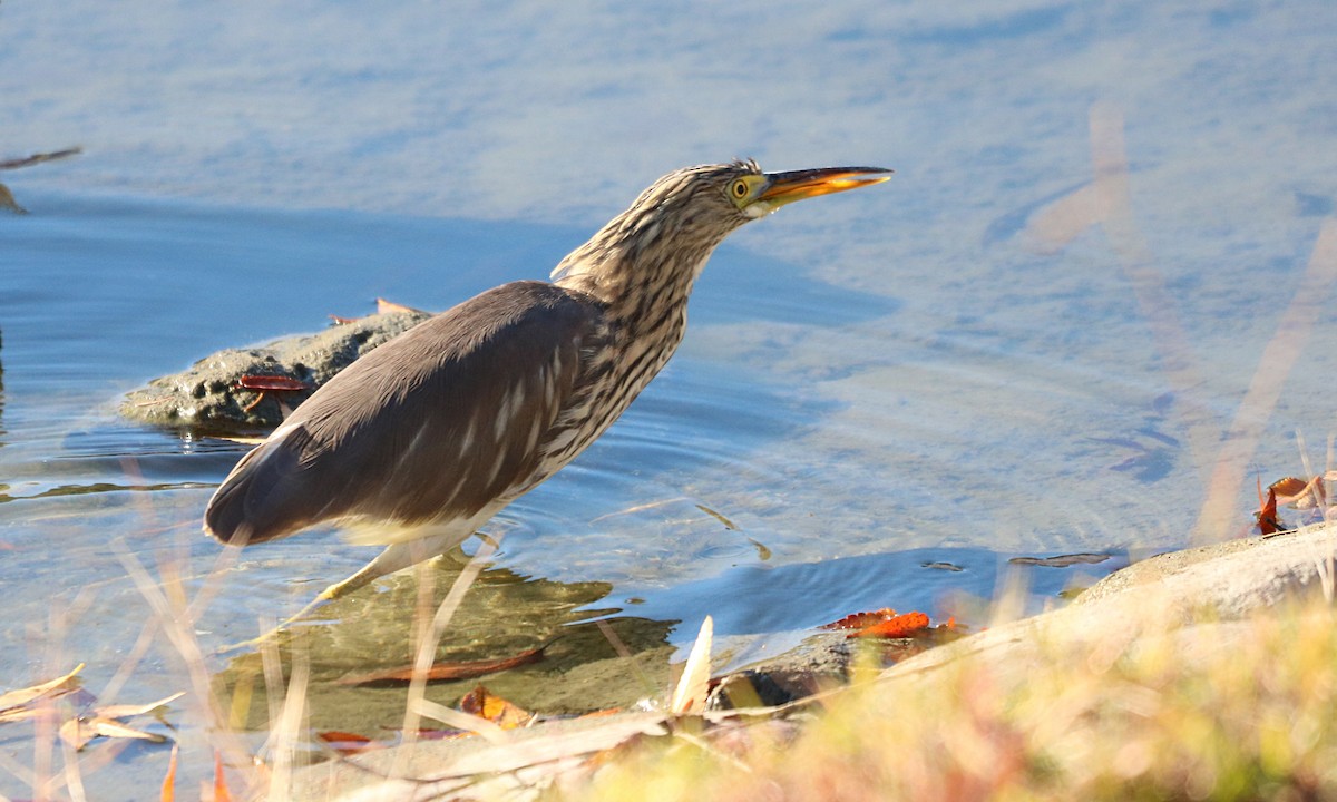 Chinese Pond-Heron - ML646036481