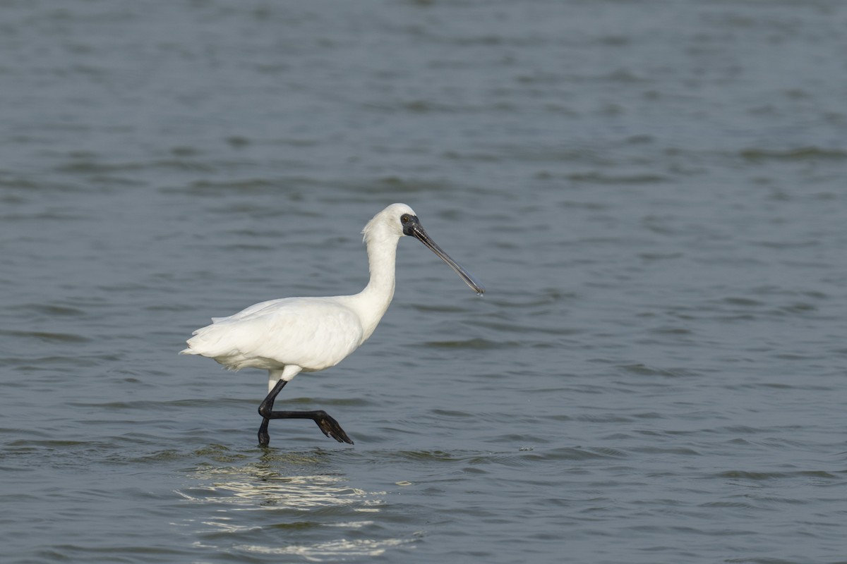 Black-faced Spoonbill - ML646036483