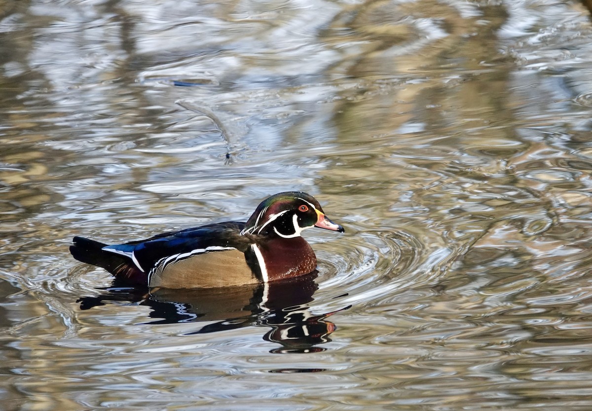 Canard branchu - ML646036495