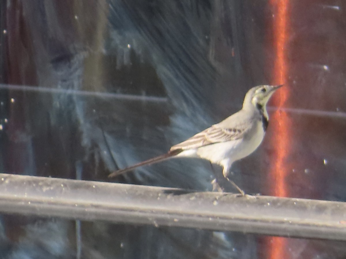 נחליאלי לבן - ML646036498