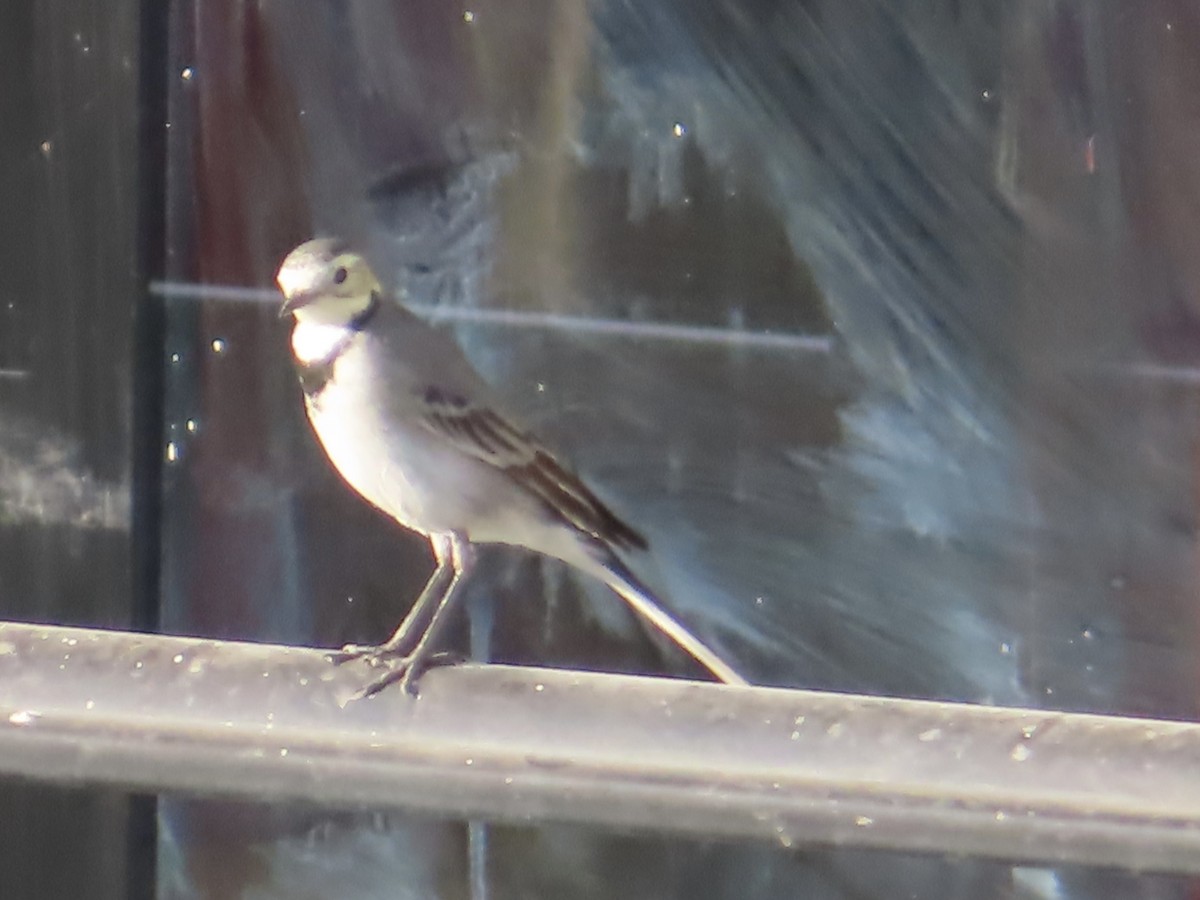 linerle - ML646036499