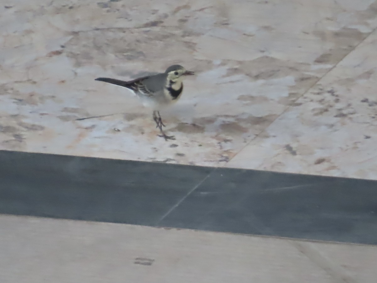 linerle - ML646036517