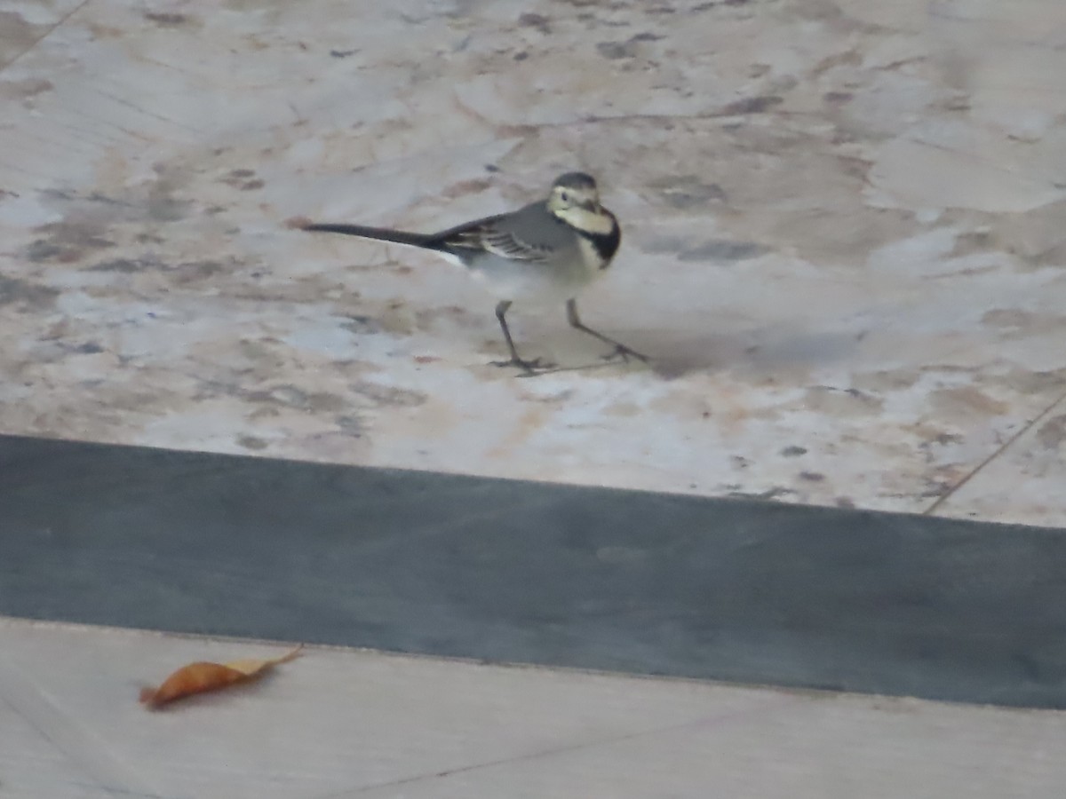 linerle - ML646036518