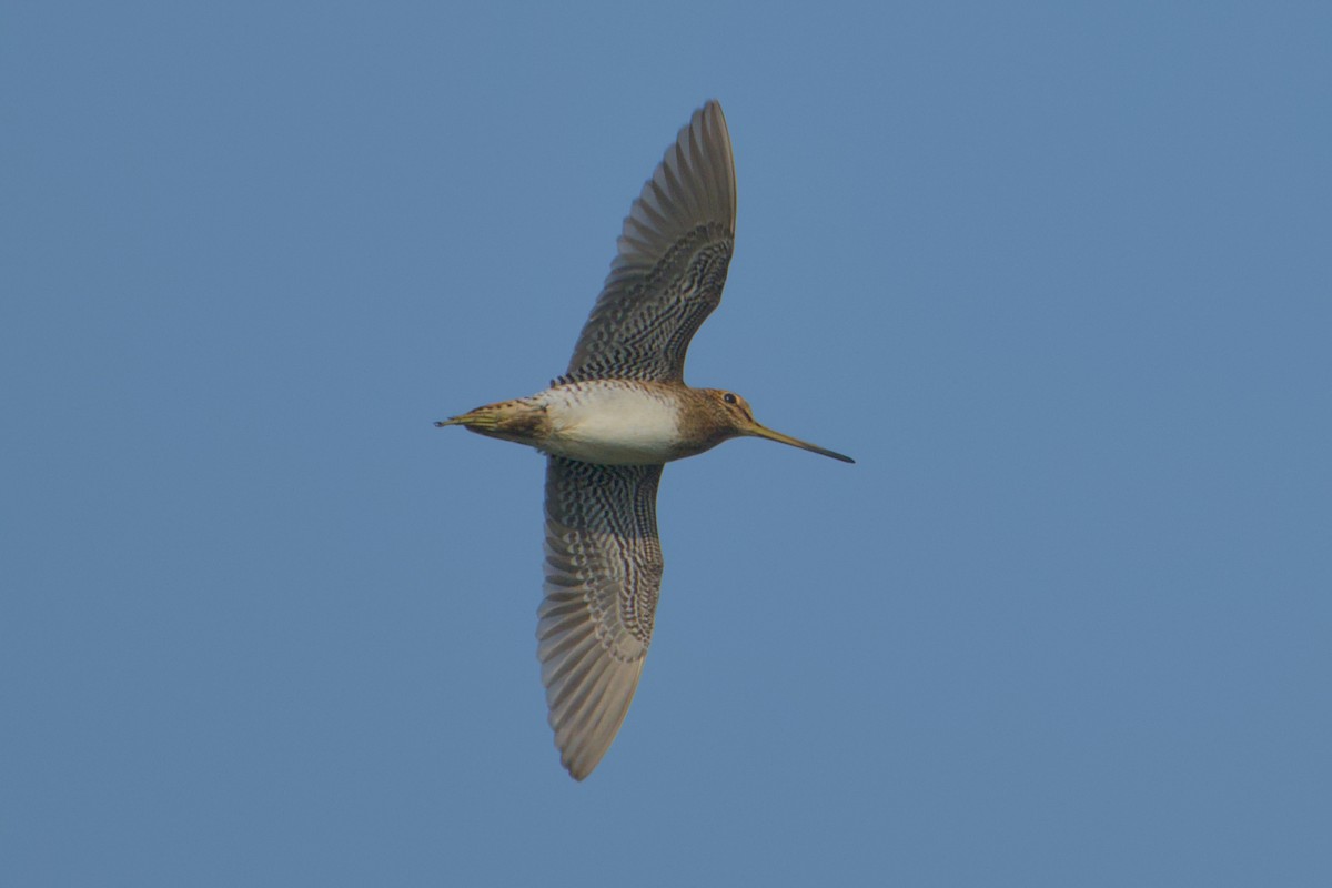 ハリオシギ - ML646036522